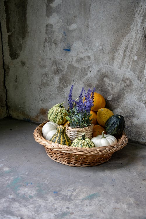 Lavender in a Pot and Winter Squashes as Autumn Decoration
