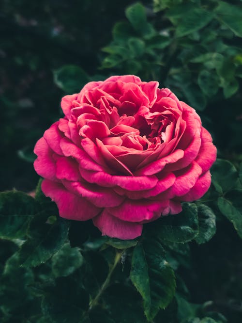 Foto d'estoc gratuïta de arbust, flor, florint