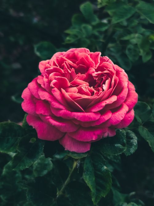 Free Close-up of a vibrant pink garden rose in full bloom against lush green foliage. Stock Photo