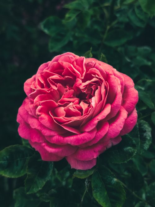 Free Stunning close-up of a vibrant pink rose in full bloom against lush green leaves. Stock Photo
