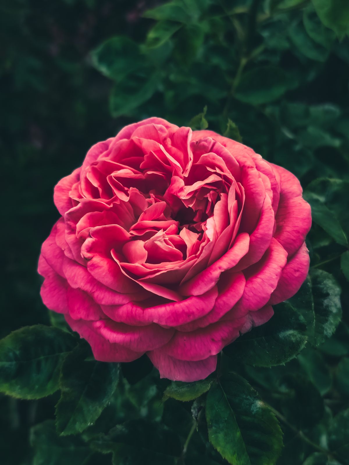 Close-up of a Pink Damask Rose in a Garden · Free Stock Photo