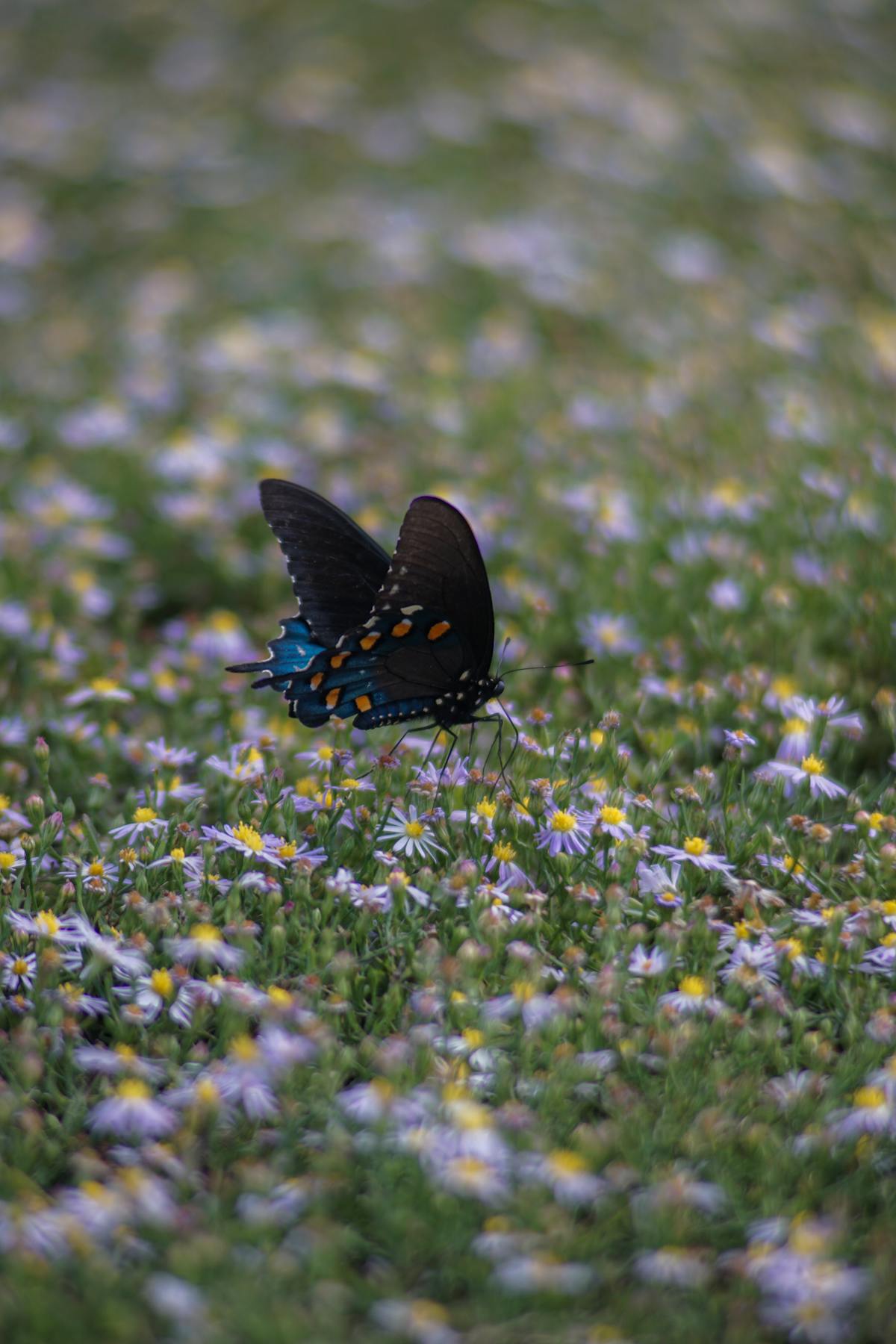 Butterfly Flying Photos, Download The BEST Free Butterfly Flying Stock ...