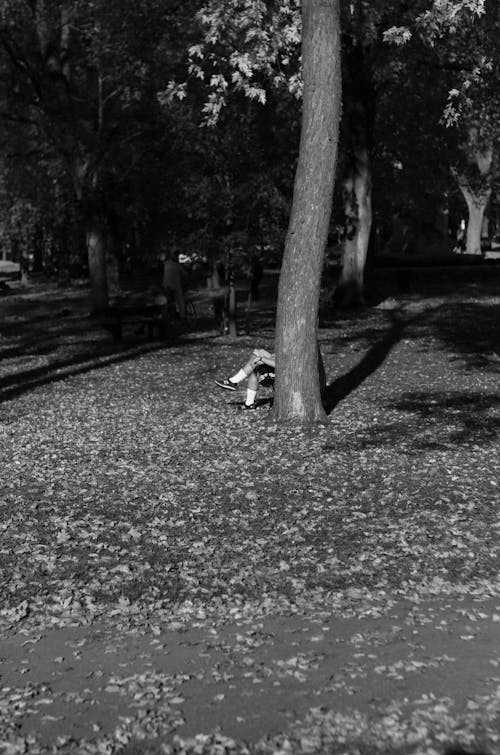 Black and White Photo of a Park 