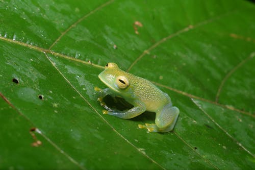 Close-up of a Tree Frog Sitting on a Leaf