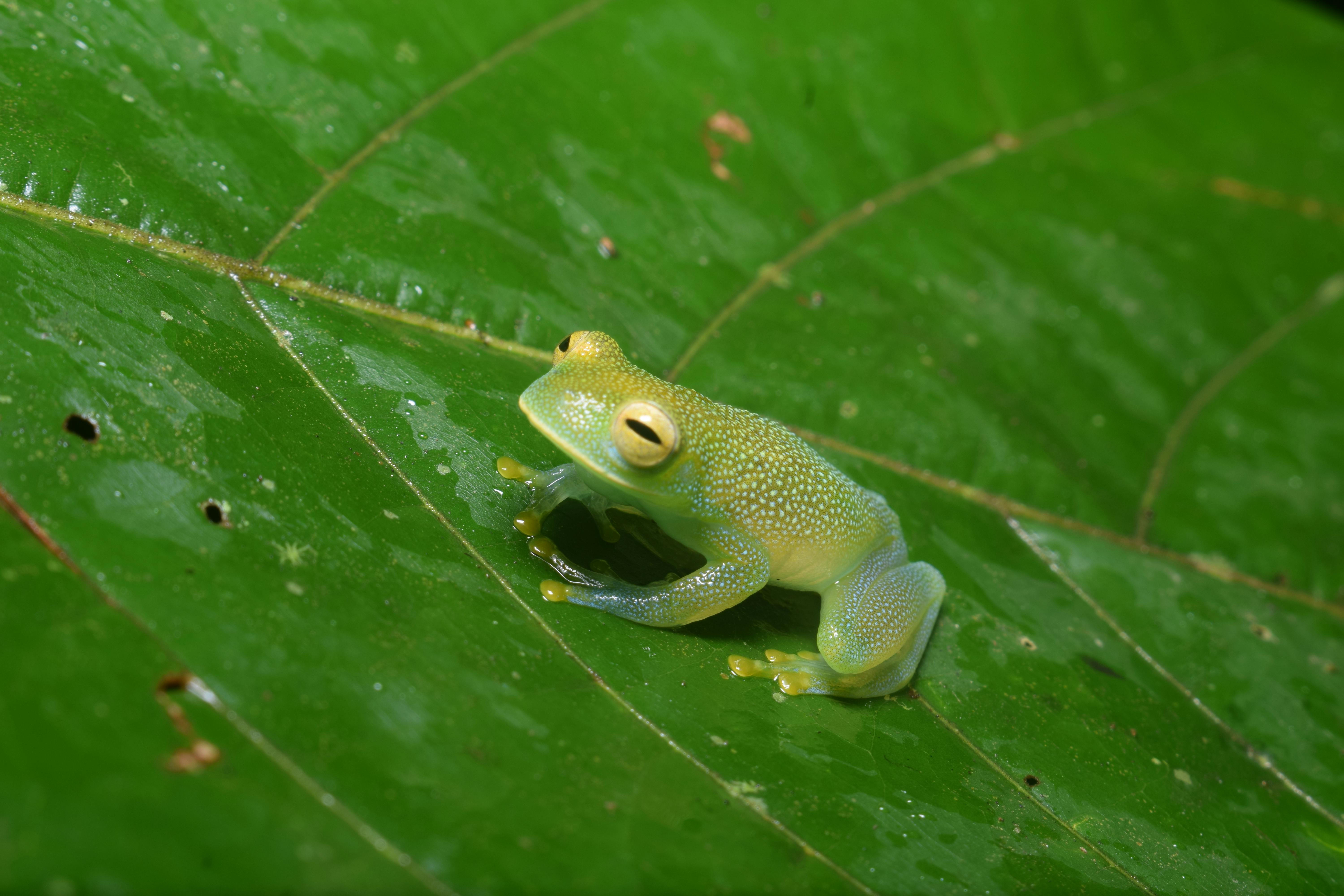 Tiny Green Tree Frog Rests On Stock Photo 91689902