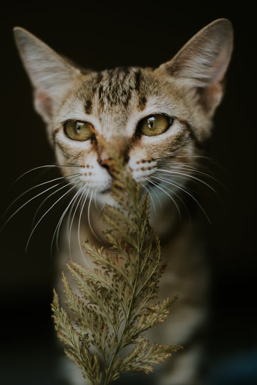 Close-up Photography of Cat Smelling Pine Leaves