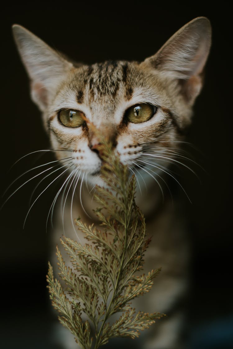 Close-up Photography Of Cat Smelling Pine Leaves
