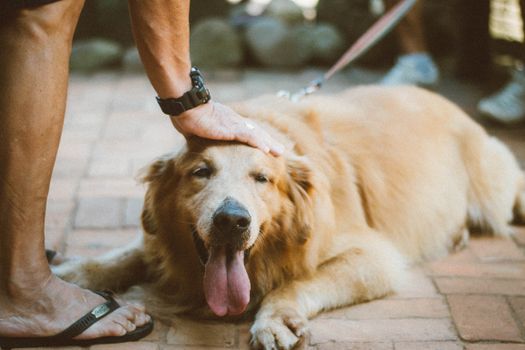 一只金毛猎犬躺在户外，享受着抚摸，显得既亲昵又放松