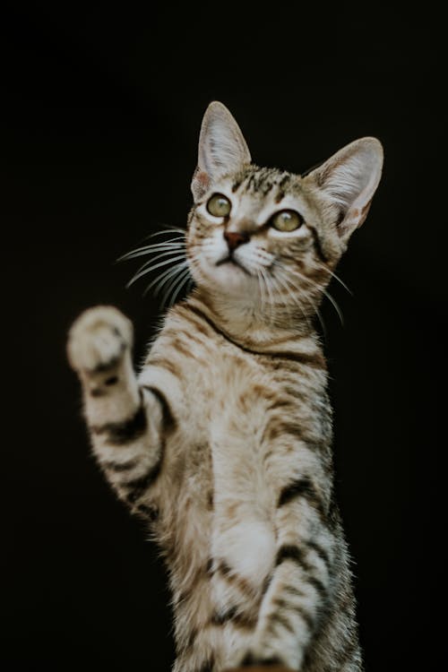 Photo of Tabby Cat