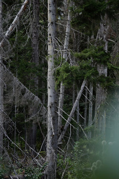 Foto profissional grátis de árvores, cenário, floresta