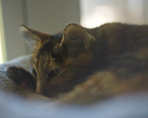 Foto profissional grátis de gatos, helios 44