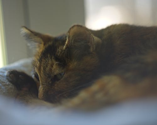 Photos gratuites de chats, hélios 44