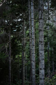 Serene view of a dense evergreen forest with towering conifer trees.