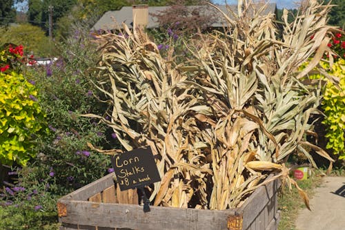 下落, 十月, 玉米秸秆 的 免费素材图片