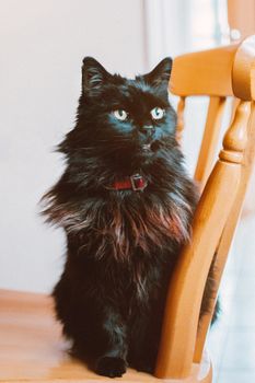 一只蓬松的黑猫特写，坐在室内的木椅上
