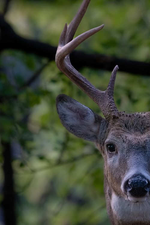 Free A detailed close-up of a deer in a forest, showcasing wildlife in natural habitat. Stock Photo