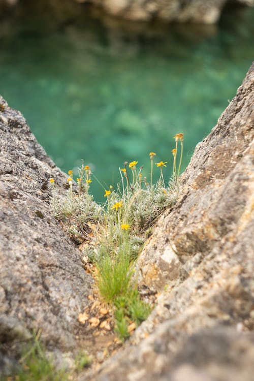 Δωρεάν στοκ φωτογραφιών με rock, βινιέτα, γκρο πλαν