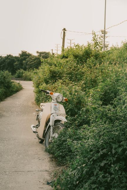 A nostalgic scene of a vintage motor scooter parked by lush greenery on a quiet road.
