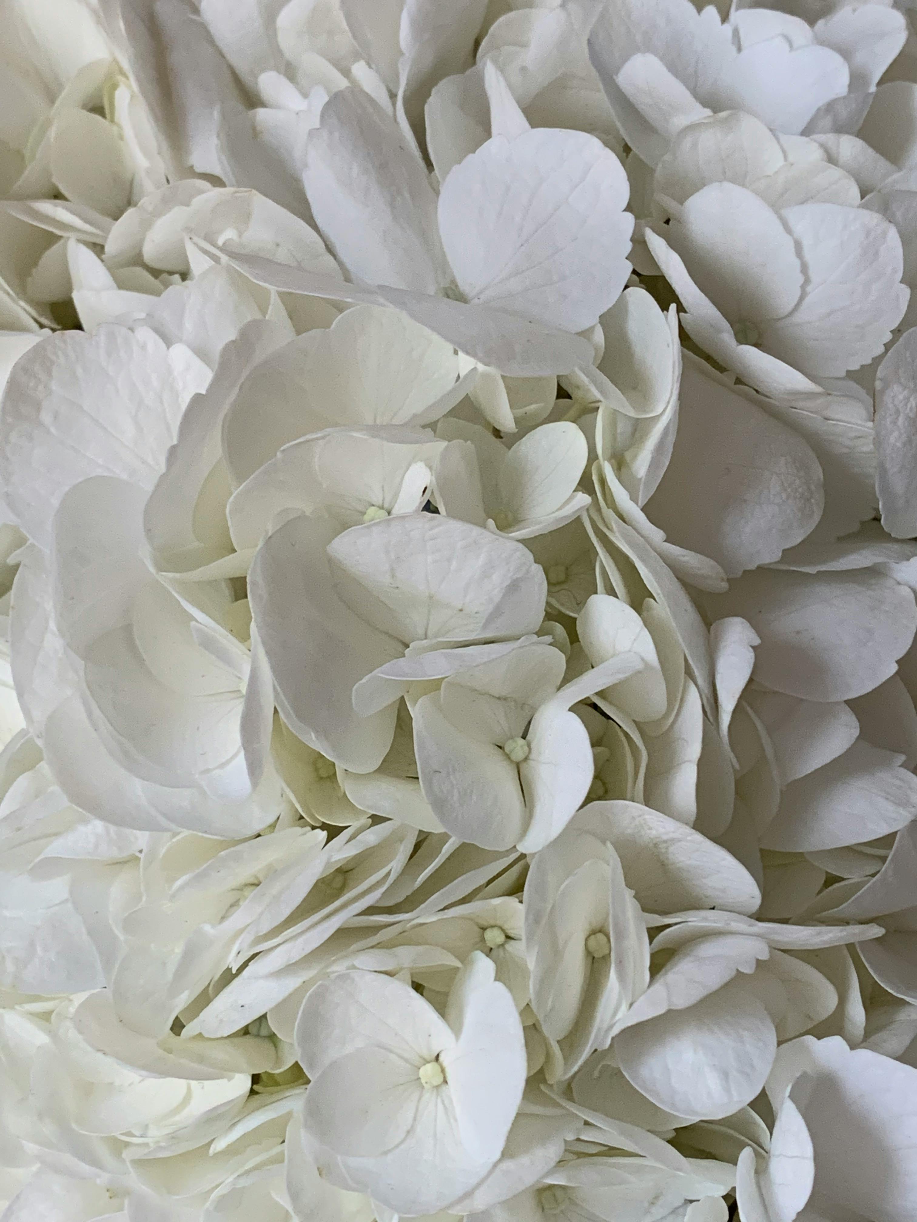 Beautiful close-up of delicate white hydrangea petals showcasing natural elegance and purity.