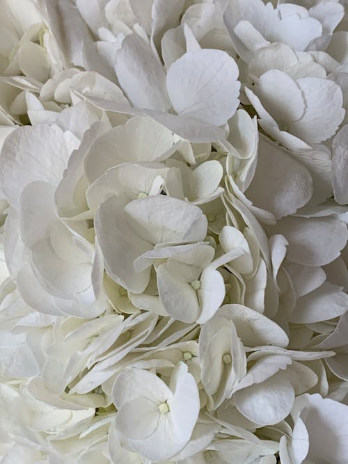 Close up of White Flowers