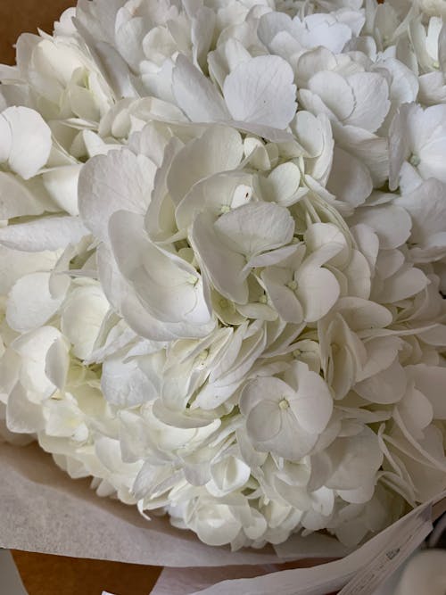 Close up of White Petals