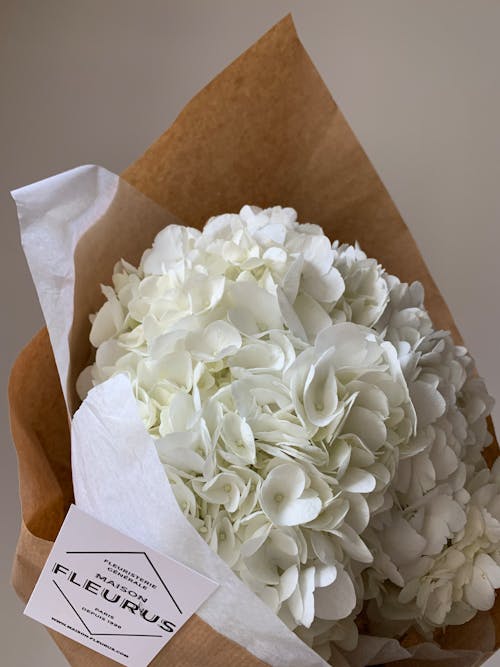 A Bouquet of White Hydrangeas 