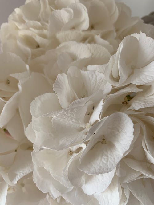 Close up of White Flowers Petals