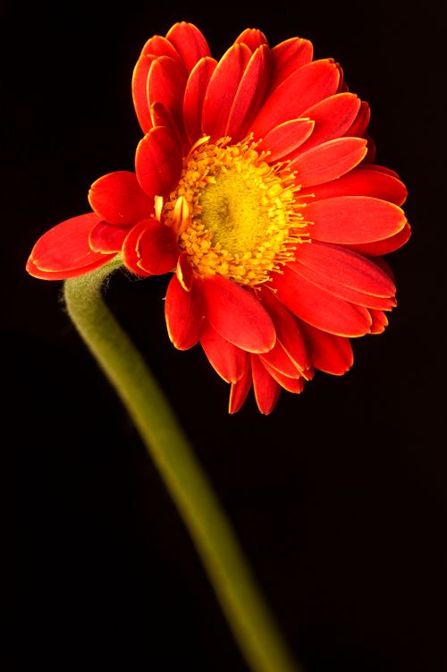 Free A stunning red gerbera daisy in full bloom against a black background, highlighting its vivid colors. Stock Photo