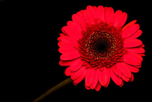 Gratis Foto stok gratis background hitam, berbunga, bunga Foto Stok
