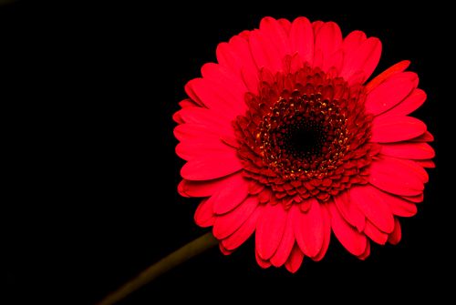 Free Close-up of a vibrant red gerbera daisy with copy space on a black background, ideal for floral design. Stock Photo
