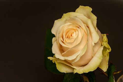 Beautiful Blooming Rose