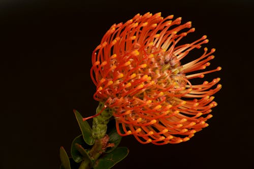Ornamental Pincushion Flower