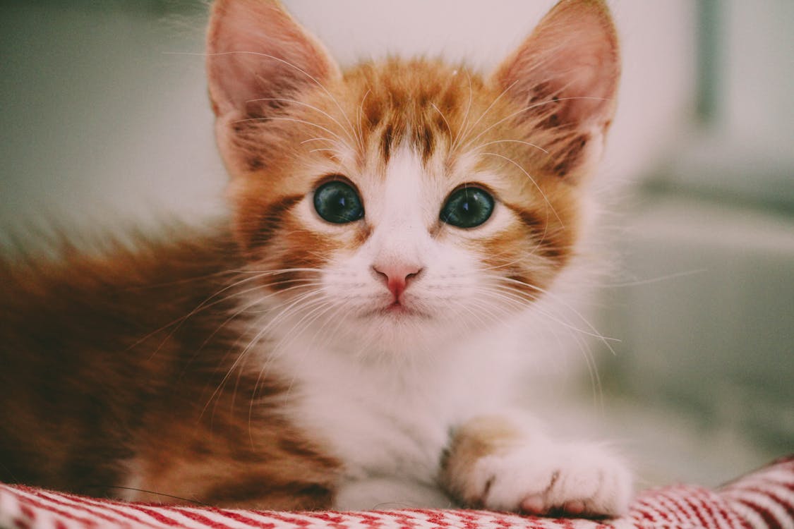免费 特写摄影的棕色和白色的小猫 素材图片