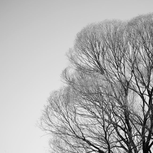 Elegant black and white photo of a bare tree silhouette in winter against a gray sky.