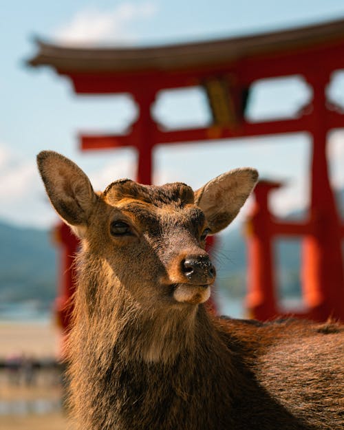 A Deer on the Background of a Temple Gate