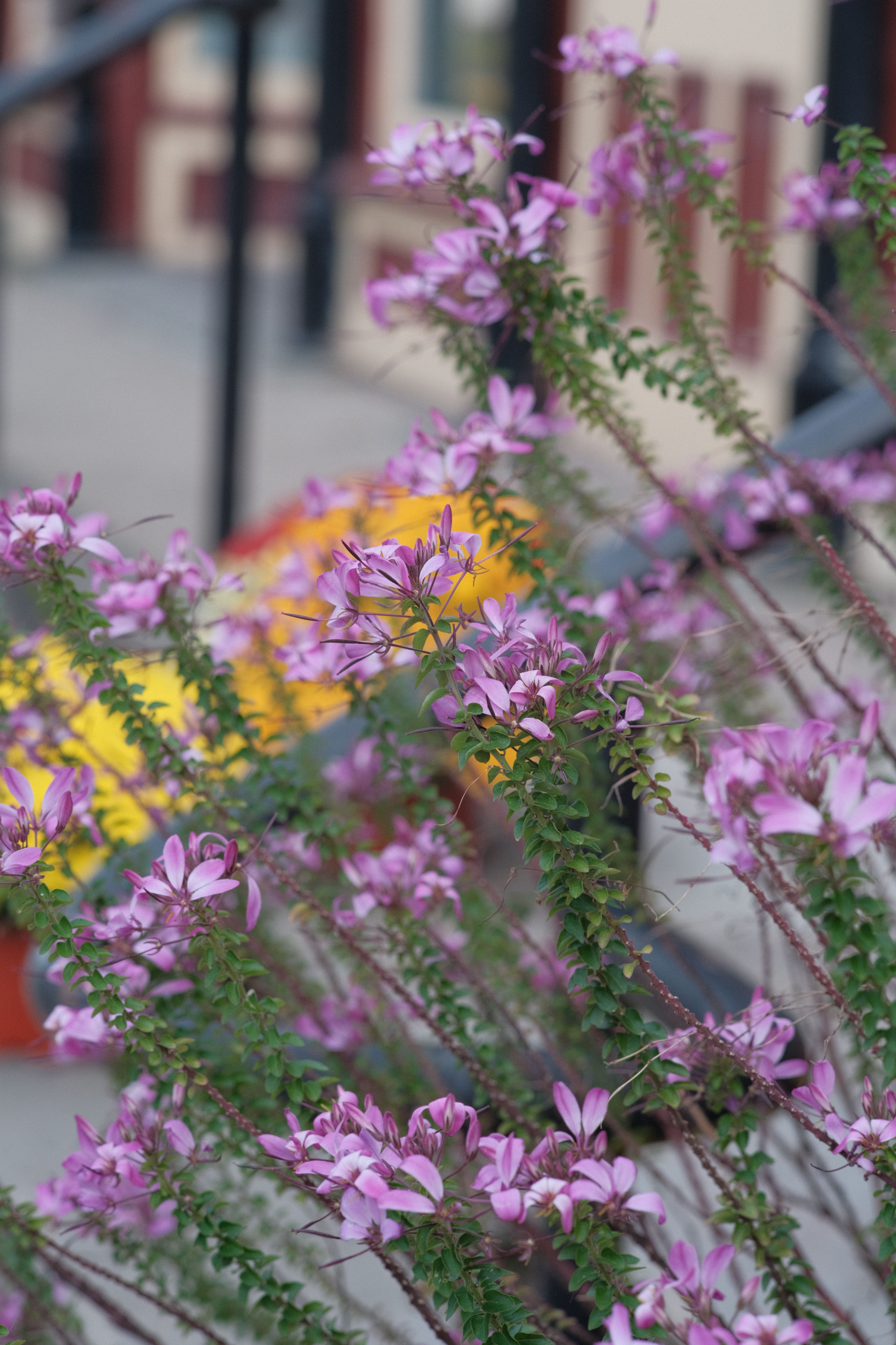 [ColoSach]-close-up-of-purple-flowers-in-an-urban-setting-with-blurred-buildings.
