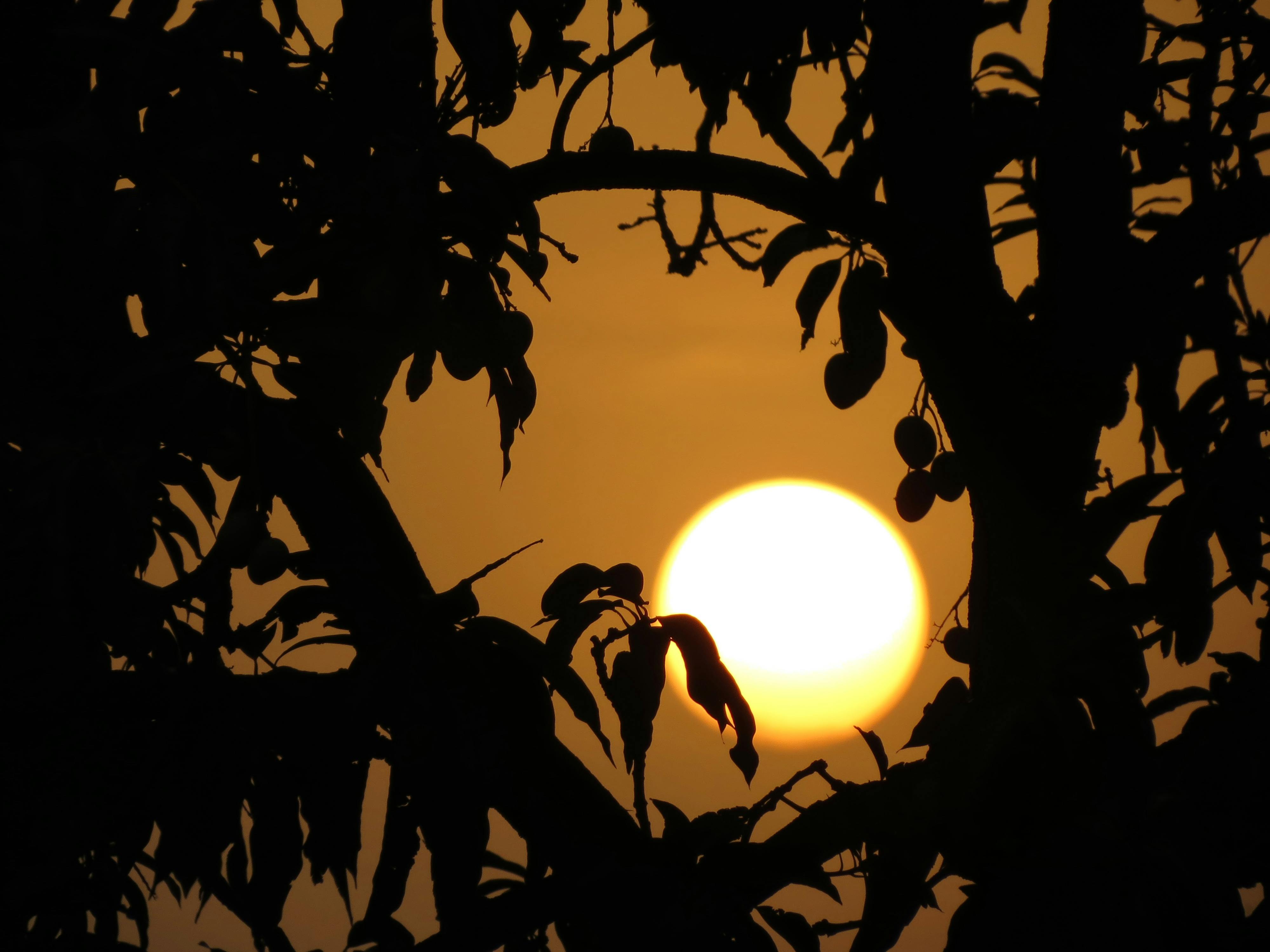 Free stock photo of mango, sun, tree