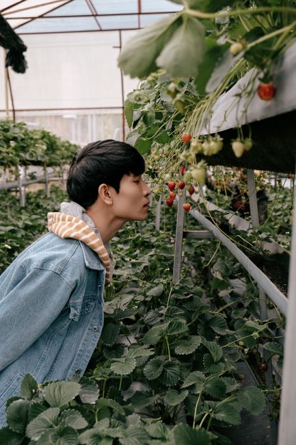 A young man inspects strawberries in a greenhouse in Dalat, Vietnam.