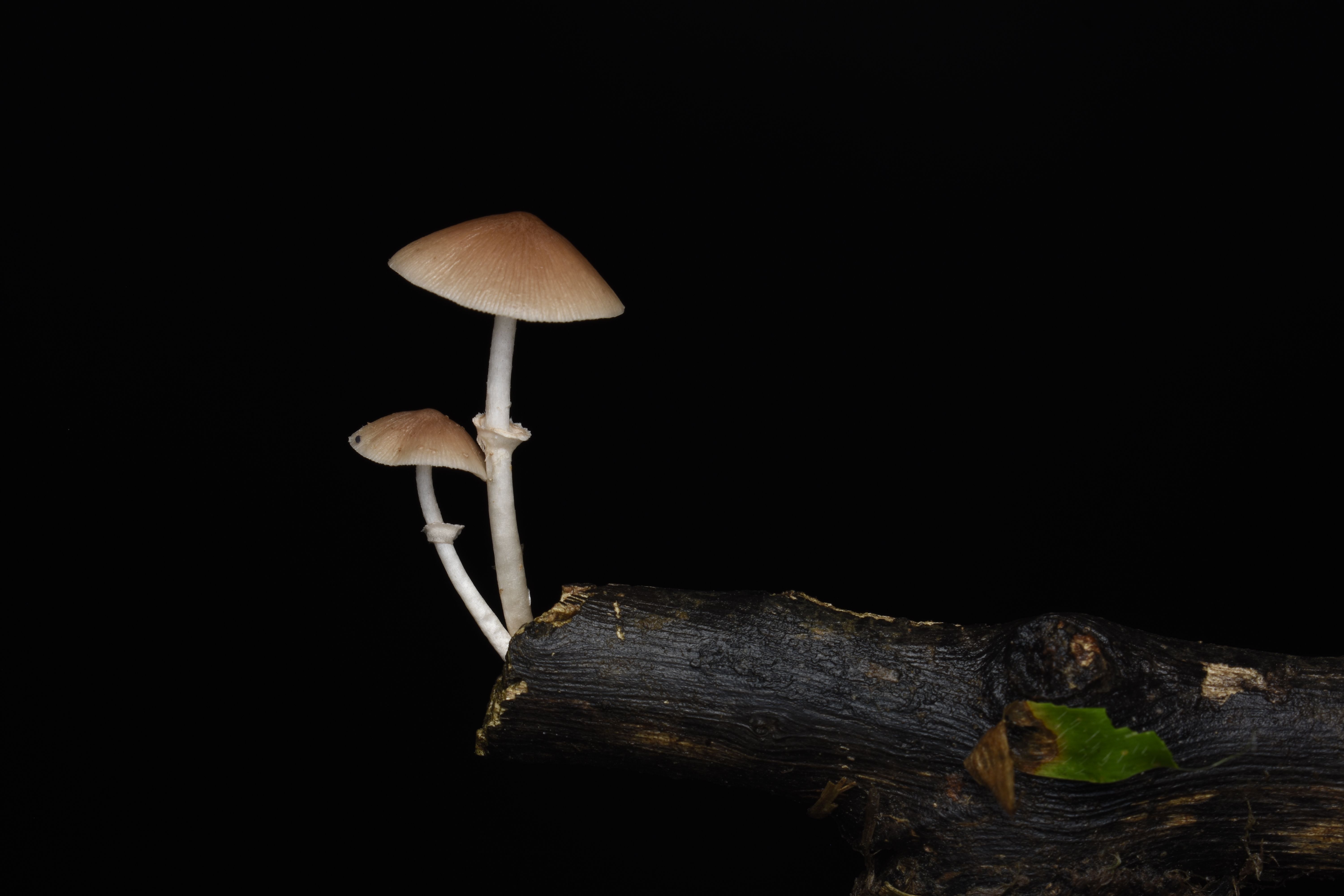 Detailed shot of mushrooms growing on a tree trunk against a black background, highlighting nature's beauty.