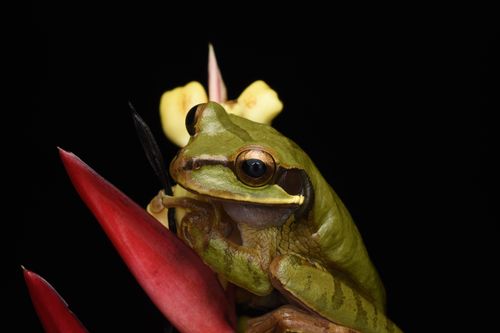 Free Close-up photo of a green tree frog perched on a red flower against a black background. Stock Photo