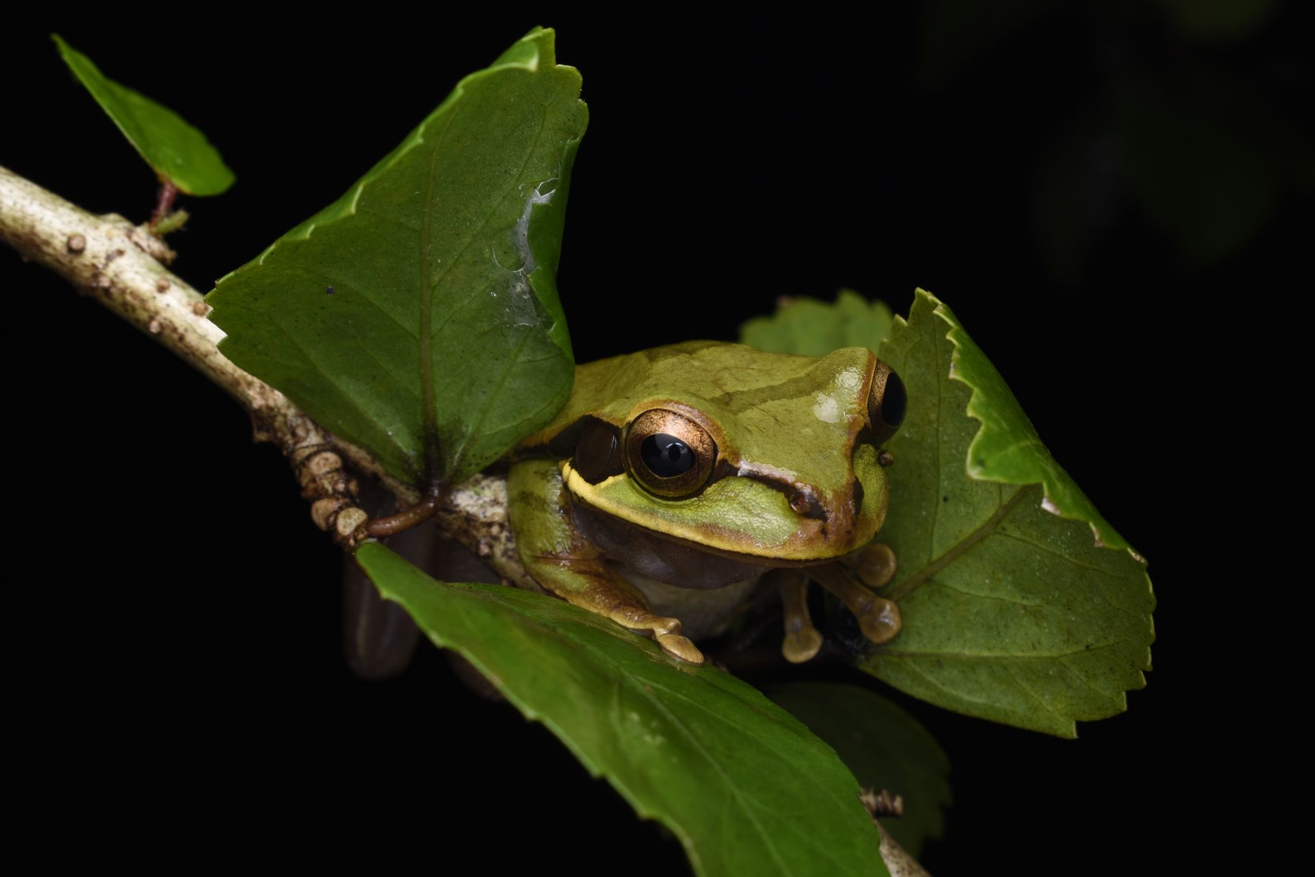 A vivid green tree frog perched on a leafy branch against a dark background, showcasing its natural beauty.