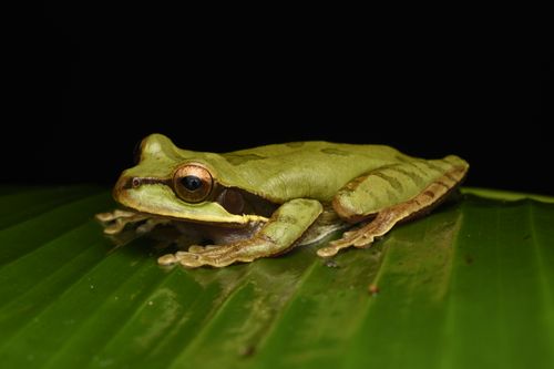 Free Detailed close-up of a vibrant green tree frog perched on a tropical leaf. Stock Photo