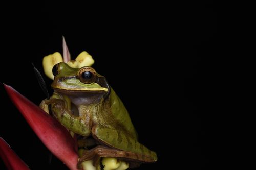 Free Detailed capture of a green frog perched on a vibrant flower against a black backdrop. Stock Photo