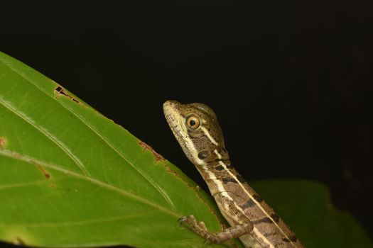 gecko photo