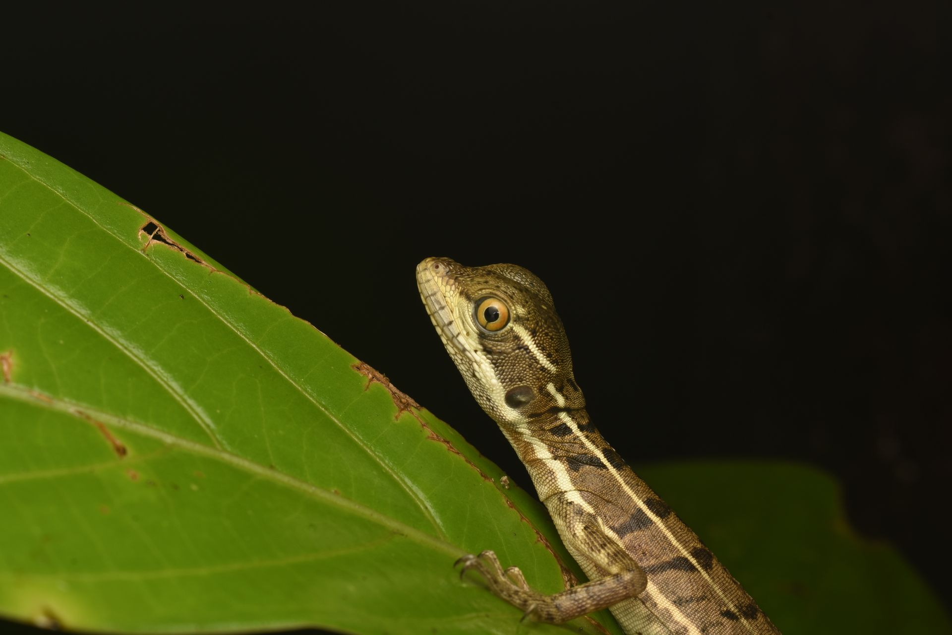 A detailed photograph of a gecko perched on a green leaf, highlighting its features.