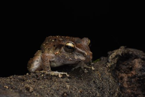 Free Intimate close-up of a brown frog resting on a natural earthy surface with a dramatic black background. Stock Photo