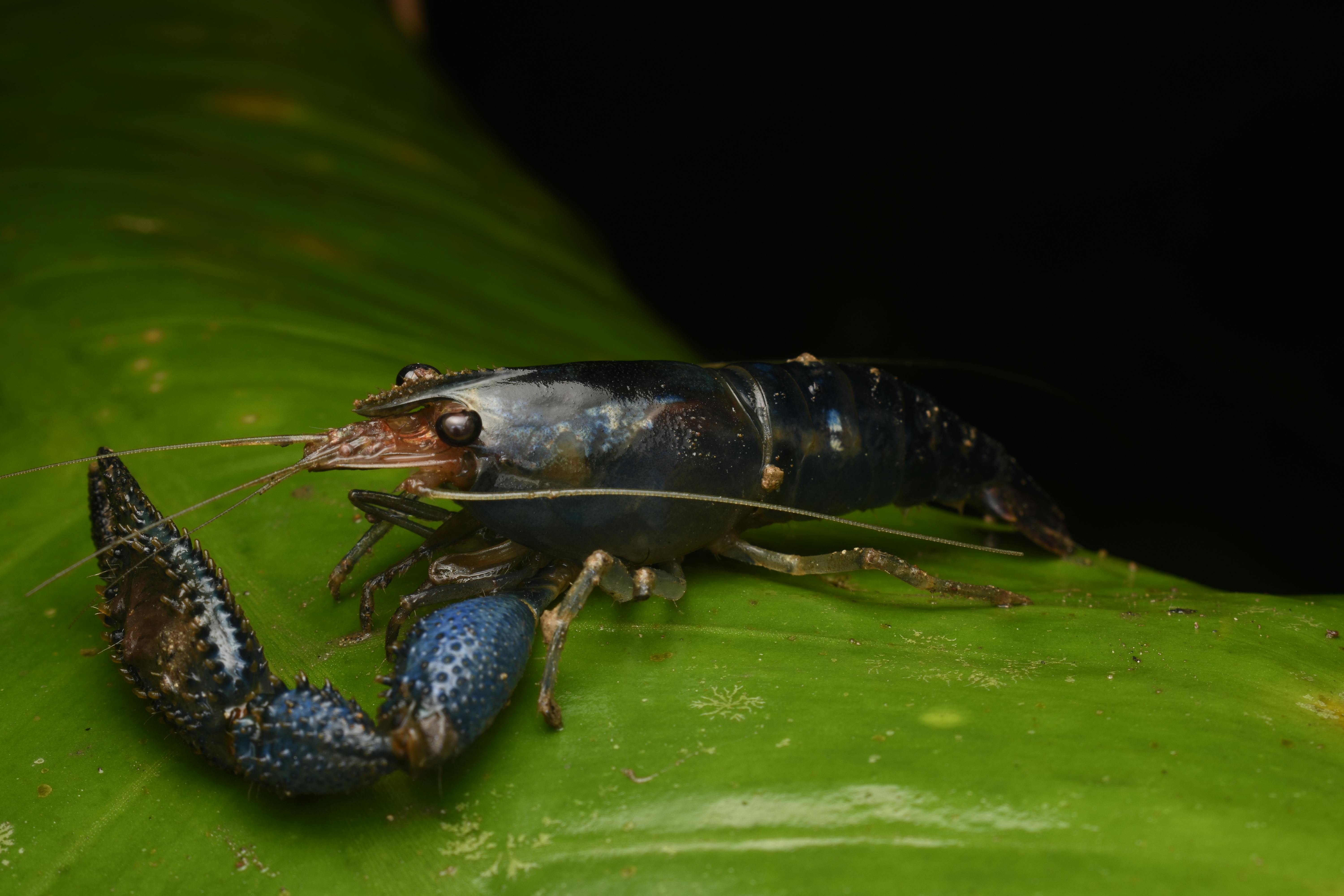 Close-up of a vibrant blue crayfish with pincers, resting on a green leaf.