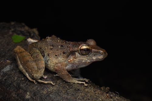 Free Detailed close-up of a frog sitting on a branch against a dark background, perfect for wildlife themes. Stock Photo