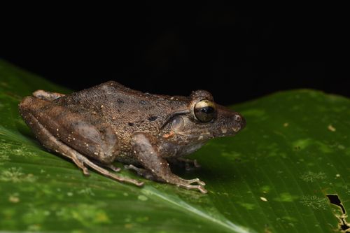 Free A detailed close-up of a frog resting on a green leaf with a black background, showcasing intricate textures. Stock Photo