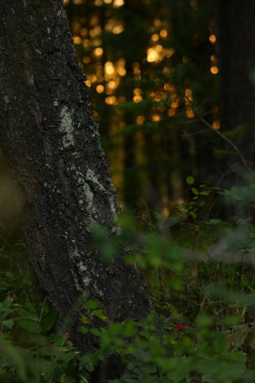 Leaves around Tree in Forest at Sunset